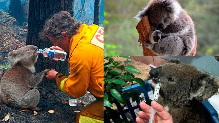 koalas en peligro de extincion abeja influencer #abejainfluencer