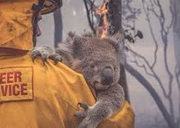koalas en peligro de extincion abeja influencer #abejainfluencer